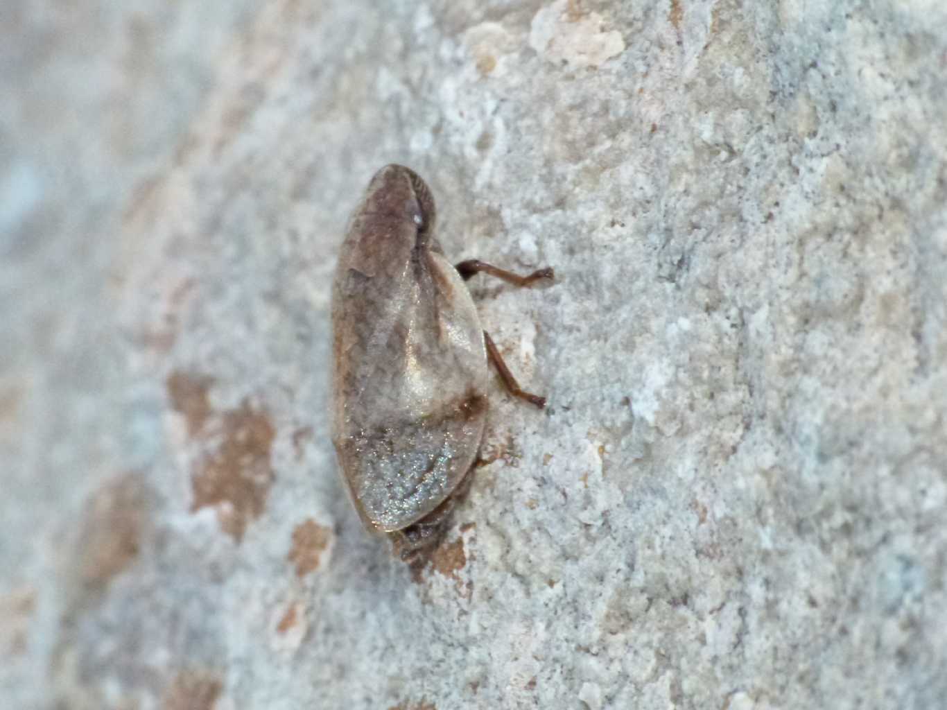 Lepyronia coleoptrata e Philaenus spumarius